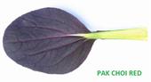 pak choi red3 MINI